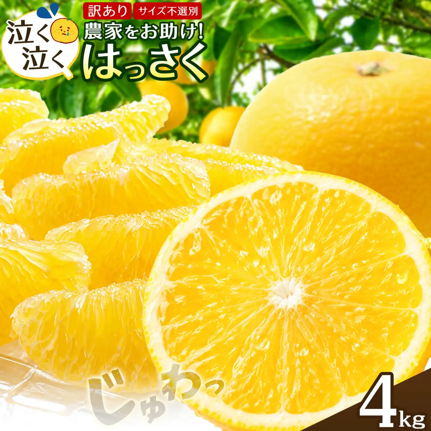訳ありはっさく八朔4kg