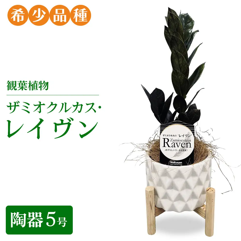 観葉植物 ザミオクルカス・レイヴン　陶器5号【希少品種！】