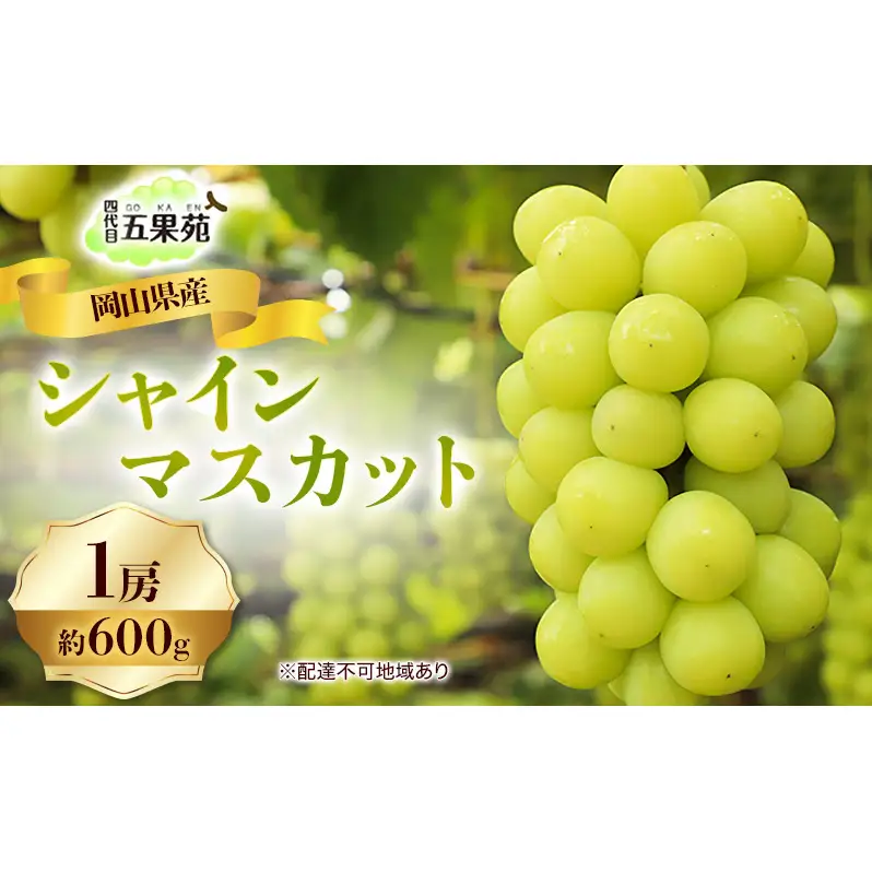 ぶどう 2026年 先行予約 シャイン マスカット 1房 約600g 岡山県産 シャインマスカット
