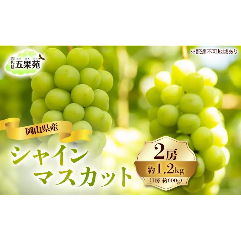 ぶどう 2026年 先行予約 シャイン マスカット 2房 合計1.2kg（1房 約600g） 岡山県産 シャインマスカット