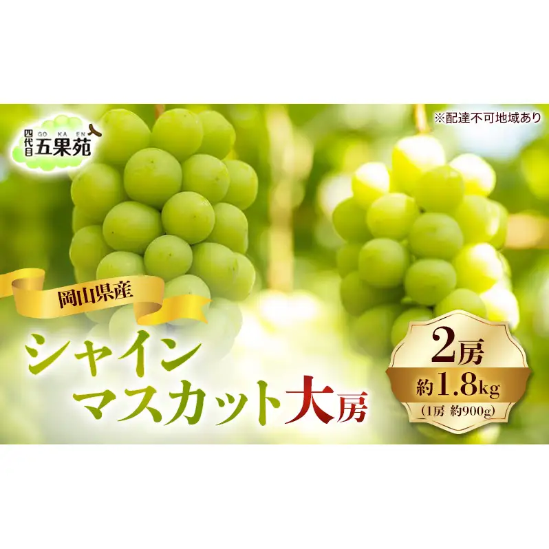 ぶどう 2026年 先行予約 シャイン マスカット 2房 合計1.8kg（1房 約900g） 岡山県産 シャインマスカット