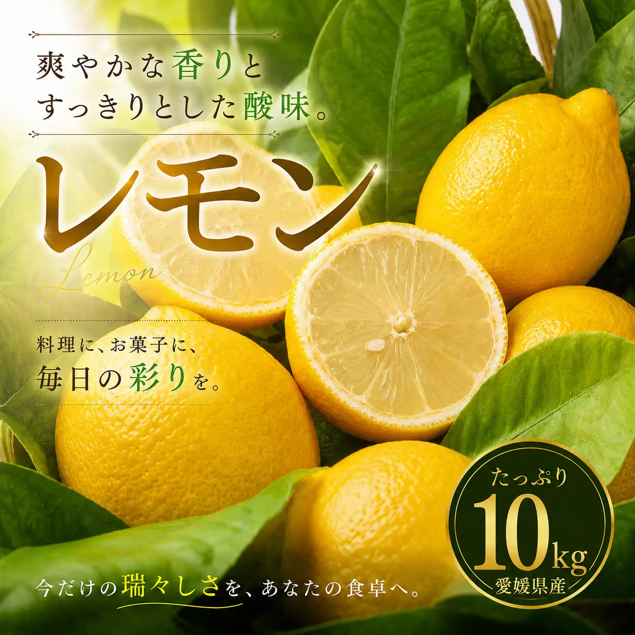 イエロー レモン 家庭用 10kg 【2027年1月中旬頃から順次発送】 | れもん レモン lemon 檸檬 訳あり フルーツ 柑橘 果物 おすすめ お勧め お取り寄せ ギフト 愛媛県 松山市 【MKN053】