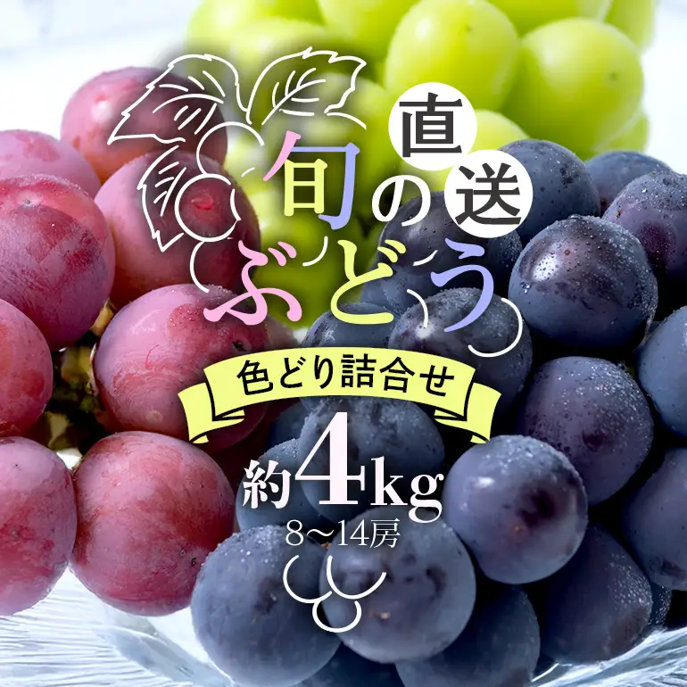 【 2026年 先行予約 】旬のぶどう 色とりどり詰合せ 約4kg 8～14房 (A03-006)