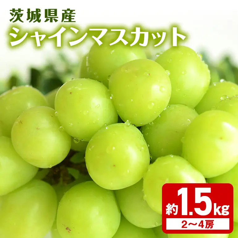 シャインマスカット約1.5kg 2～4房 (A03-007)
