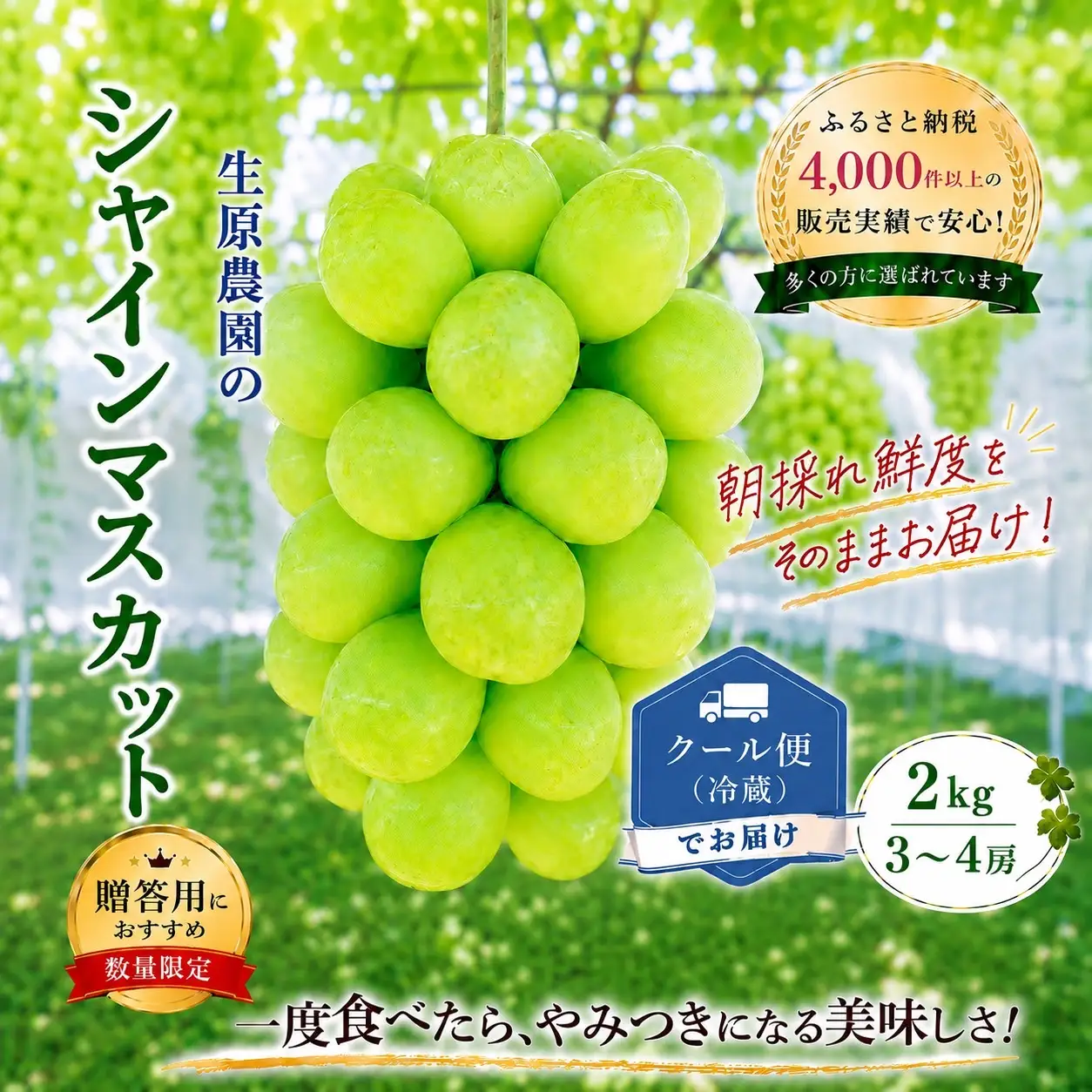 【2026年発送★先行予約】フルーツ王国笛吹市の大粒シャインマスカット3~4房 2kg  137-003-26y