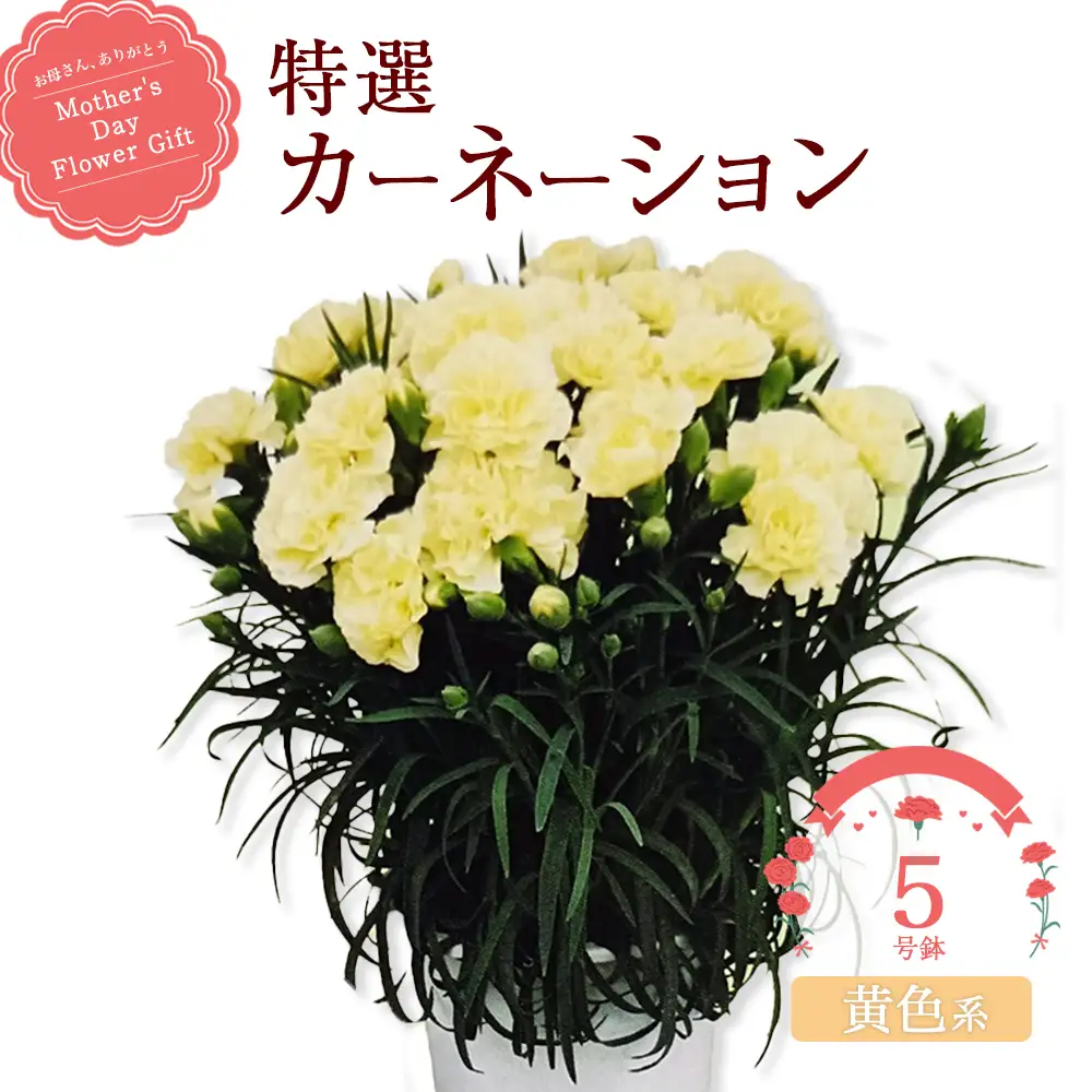 【2027年5月出荷】特選カーネーション5号鉢＜カラー：黄色系＞　【12203-0432-3】