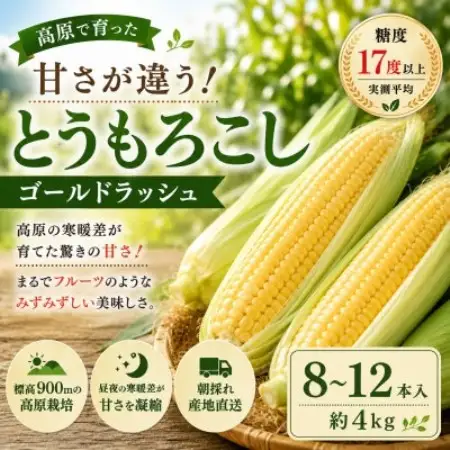 朝採り出荷　長野県茅野市産　とうもろこし　計約4kg【配送不可地域：離島・北海道・沖縄県】【1746415】