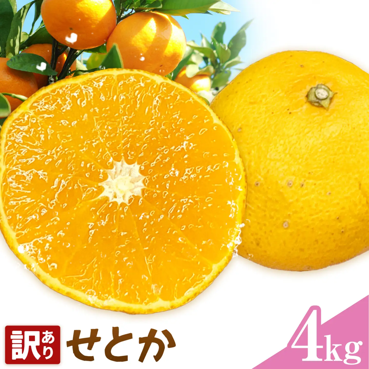 せとか 訳あり 4kg