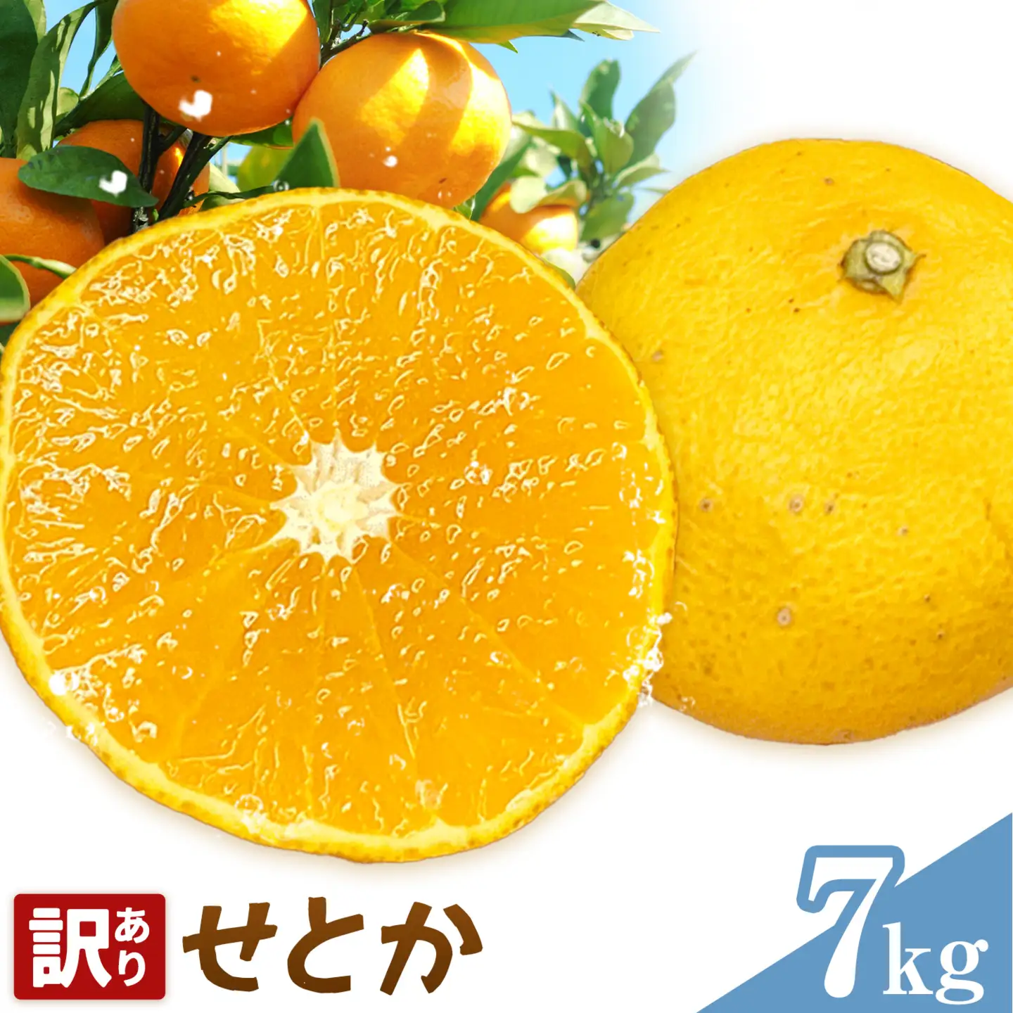 せとか 訳あり 7kg