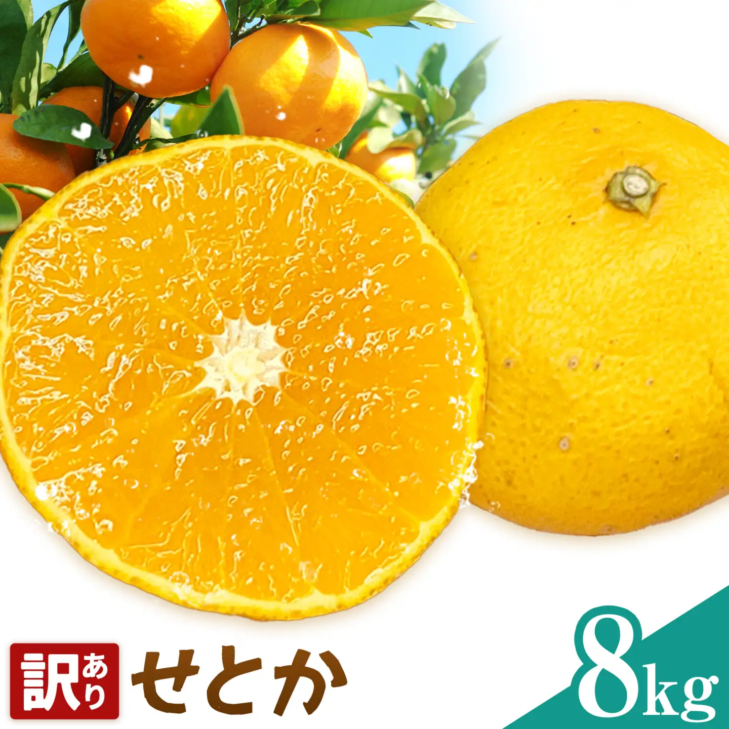 せとか 訳あり 8kg