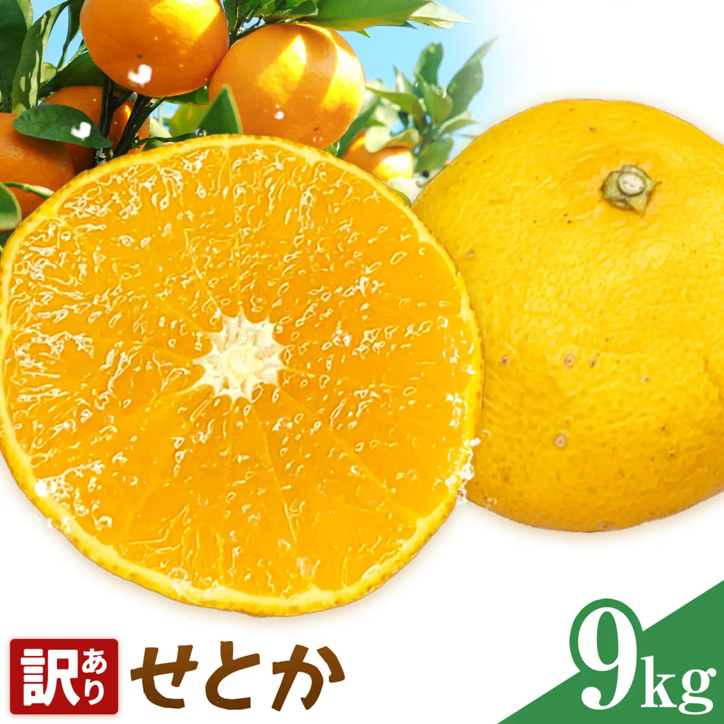 せとか 訳あり 9kg