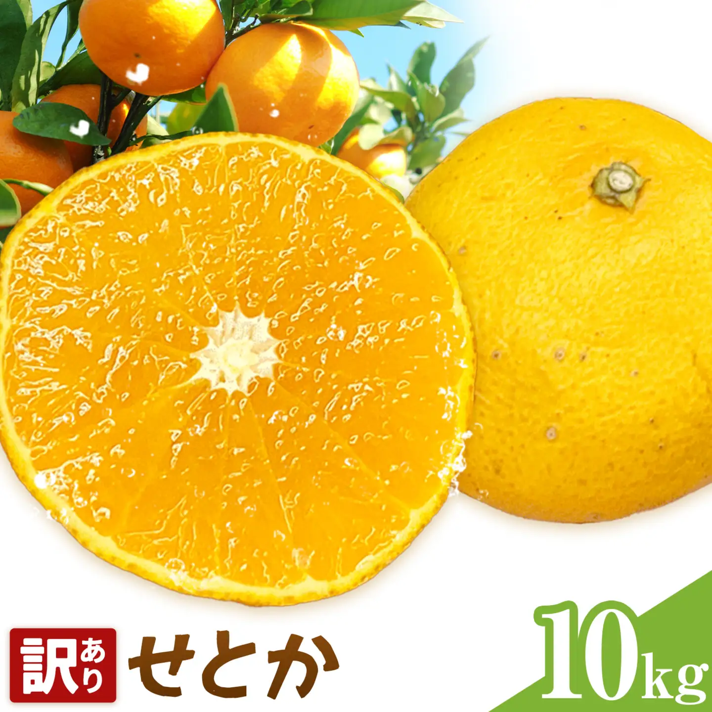 せとか 訳あり 10kg