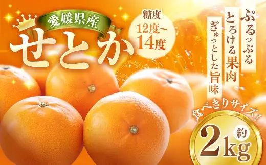 せとか 約2kg みかん ミカン 蜜柑 柑橘 柑橘系 柑橘類 くだもの 果物 フルーツ 果実 果汁 果肉 国産 愛媛県産 愛媛みかん 濃厚 爽やか 香り 【2027年2月下旬-4月下旬発送予定】 ( 1117 )