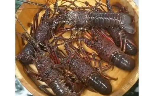 伊豆天然イセエビ　約1.2kg（3尾～4尾） 1406 ／ 稲取水産 活 伊勢海老 静岡県 東伊豆町