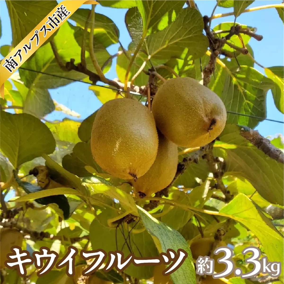 【2026年度先行予約】キウイフルーツ 3.3kg ALPAJ070
