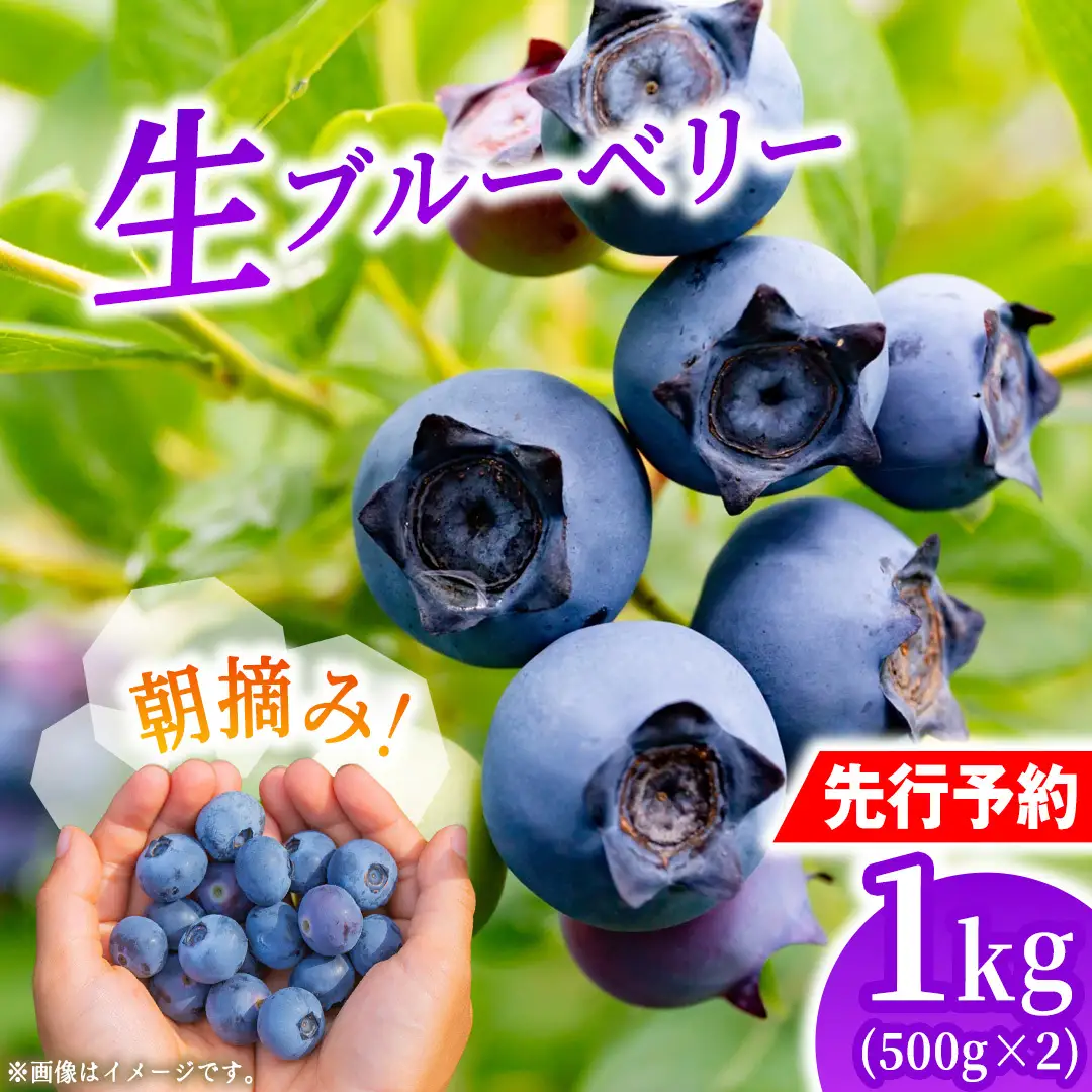 【先行予約】朝摘み 生 ブルーベリー 1kg (500g×2) 2027年6月中旬発送 国産 期間限定 数量限定 冷蔵 果物 ぶるーべりー ベリー フルーツ くだもの ヨーグルト 新鮮 産地直送 おすすめ 甘い 茨城県 城里町 そよ風の丘 城里ブリーベリーガーデン[CB001]