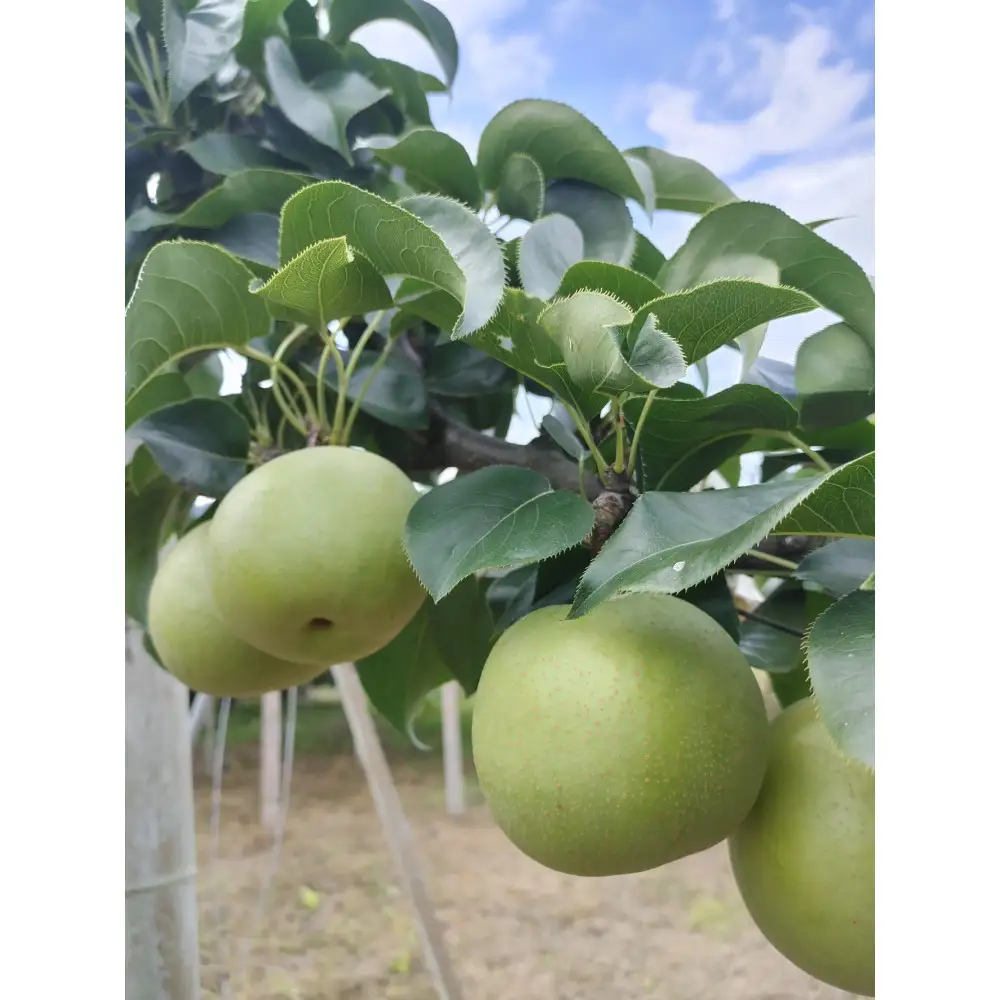 三ツ田農園 二十世紀梨 (赤秀)3kg【8月下旬以降お届け】