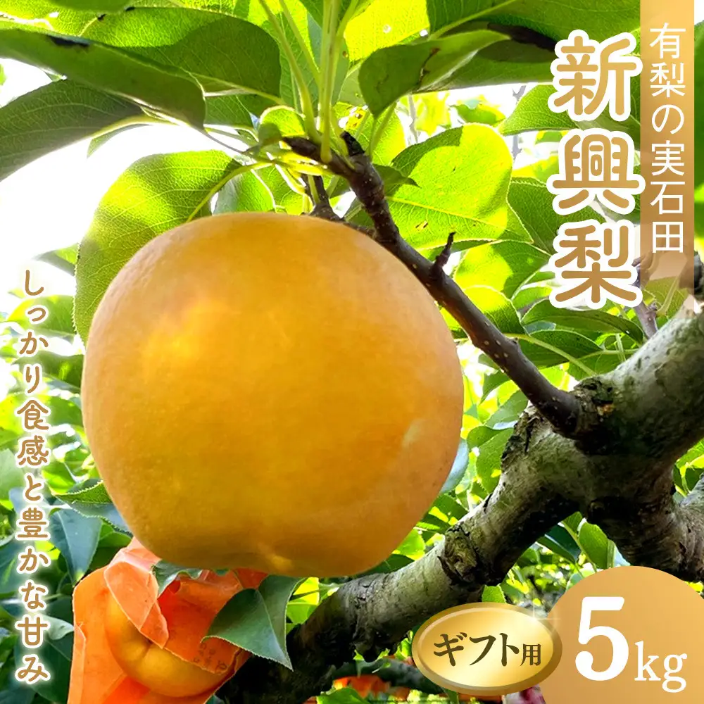 有梨の実石田 新興梨 (ギフト用)5kg【10月頃お届け】