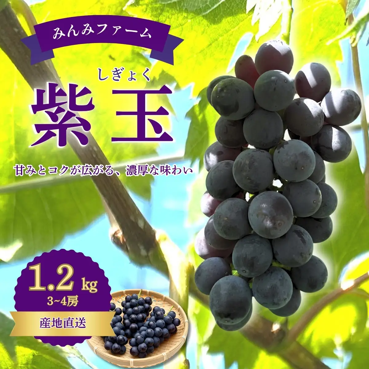 みんみファーム　ぶどう　紫玉(しぎょく)　3～4房(1.2㎏)