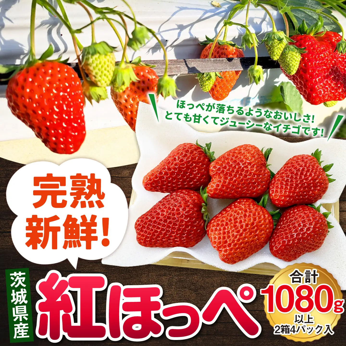 【先行予約】紅ほっぺ 2箱 4パック（合計1,080g以上） ※2027年2月～発送 | いちご 苺 フルーツ 果物 くだもの 果実 完熟 冷蔵 守谷市産 茨城県 守谷市