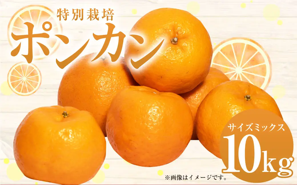 【先行受付】特別栽培ポンカン 10kg サイズミックス 柑橘 ポンカン ぽんかん フルーツ 果物 果実 九州産 熊本県 上天草市【2027年1月上旬から2月下旬発送予定】