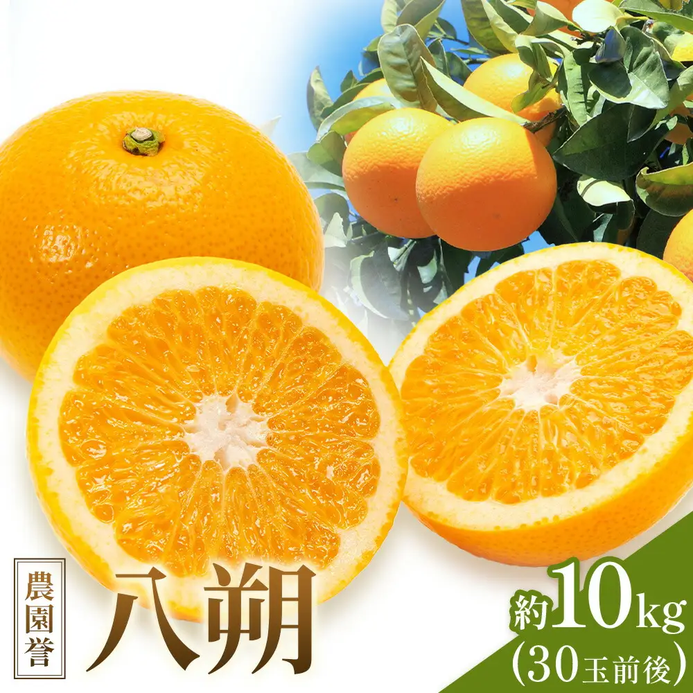 八朔 約10kg (約30玉前後) 農園誉 はっさく