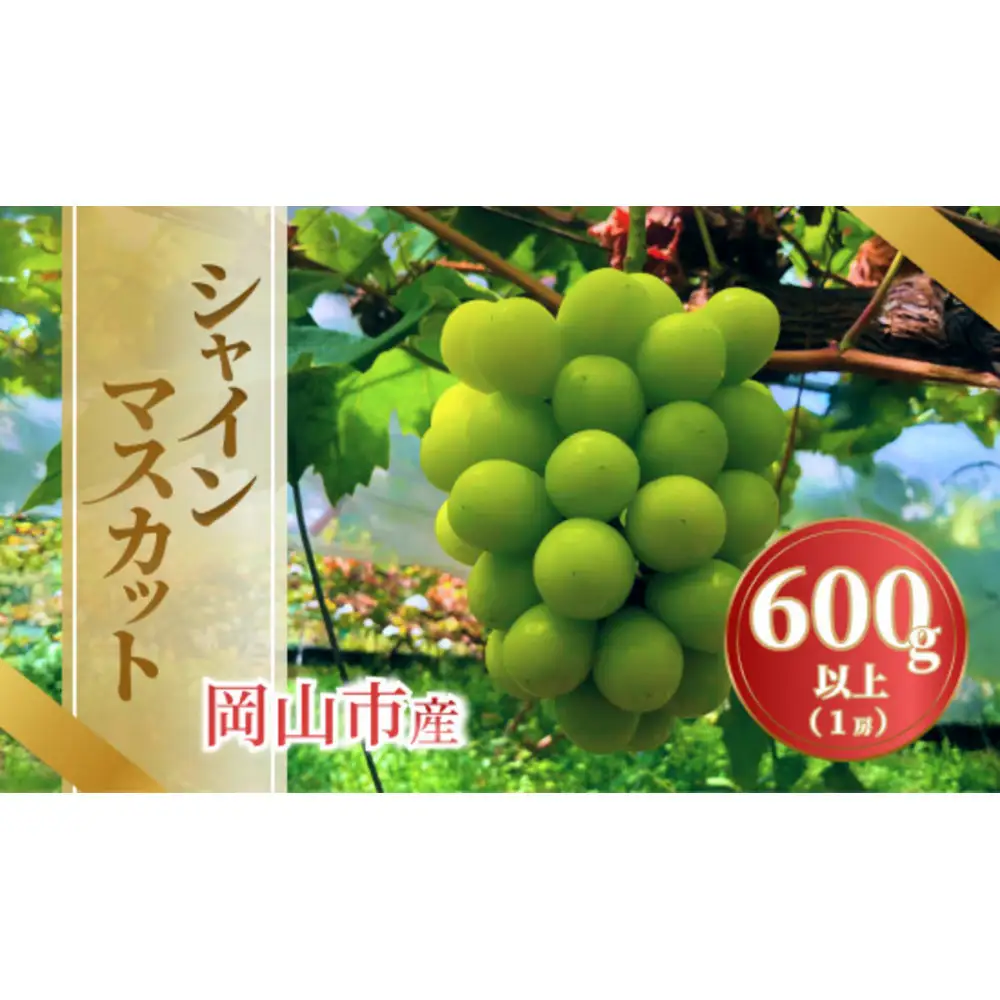 《2026年発送》岡山市産シャインマスカット 600g以上 １房