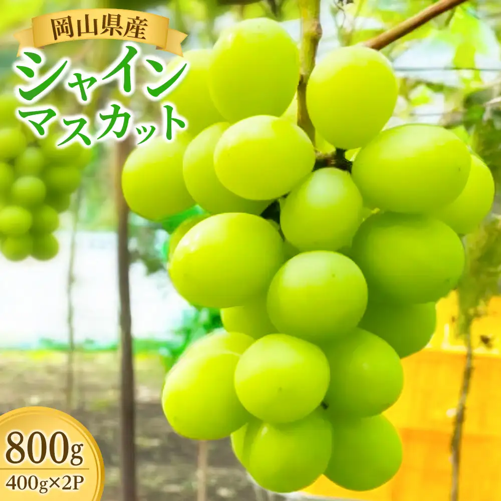 【食べきりサイズ】ご家庭用 岡山県産　シャインマスカット　 400g×2パック（計800g）｜ 葡萄 ぶどう  シャインマスカット フルーツ 果物 くだもの  国産 食品 人気 おすすめ 送料無料