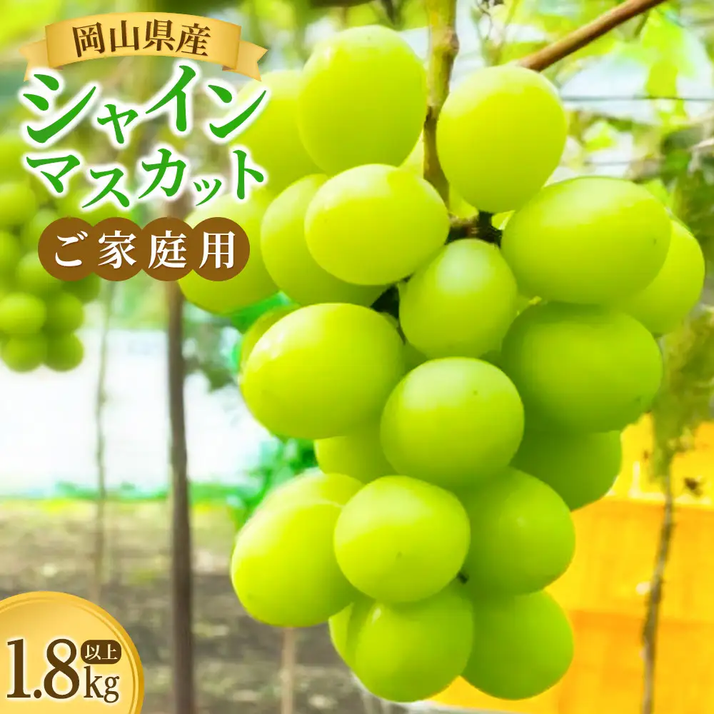 ご家庭用　1.8キロ以上　岡山県産　シャインマスカット |  葡萄 ぶどう シャインマスカット フルーツ 果物 くだもの  国産 食品 人気 おすすめ 送料無料