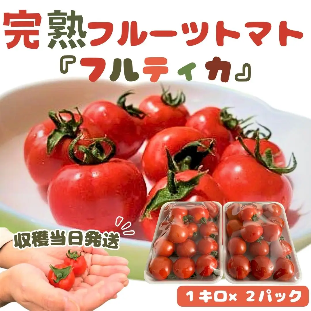 収穫当日発送！完熟フルーツトマト（フルティカ）1kg×2パック