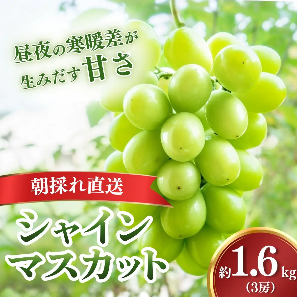 シャインマスカット【2026年9月上旬より順次発送・先行受付】【訳あり】もてぎ育ちのシャインマスカット 約1.6kg（3房）| シャインマスカット 栃木県  茂木町