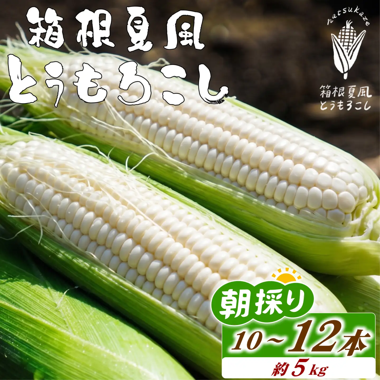 【 先行予約 7月上旬～順次発送】 箱根夏風 とうもろこし ホワイト 10本～12本 約5kg スイートコーン 三島市 静岡県