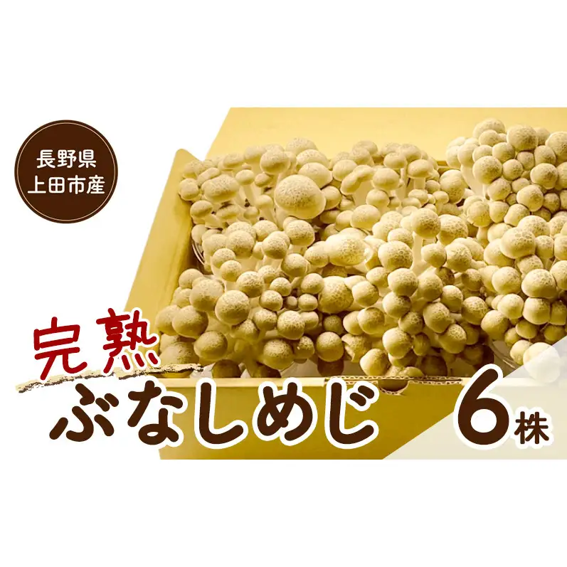長野県上田市産 完熟ぶなしめじ6株｜信州産 産地直送 きのこ 詰め合わせ 食べ応え抜群 苦みが少ない 栄養豊富