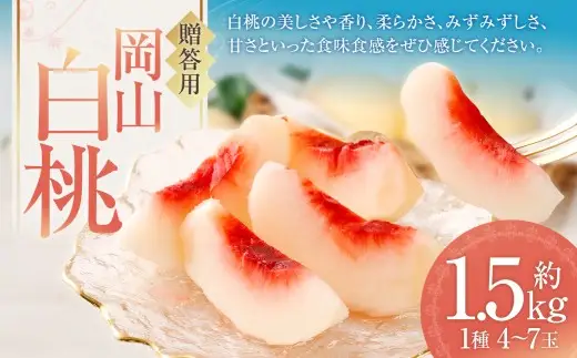 贈答用 （ 赤秀 ） 岡山白桃 約1.5kg もも 桃 モモ 白桃 くだもの 果物 フルーツ 果実 果汁 果肉 岡山県産 旬 ギフト プレゼント 贈り物 贈答品 【 2026年6月下旬～9月上旬迄順次発送予定 】