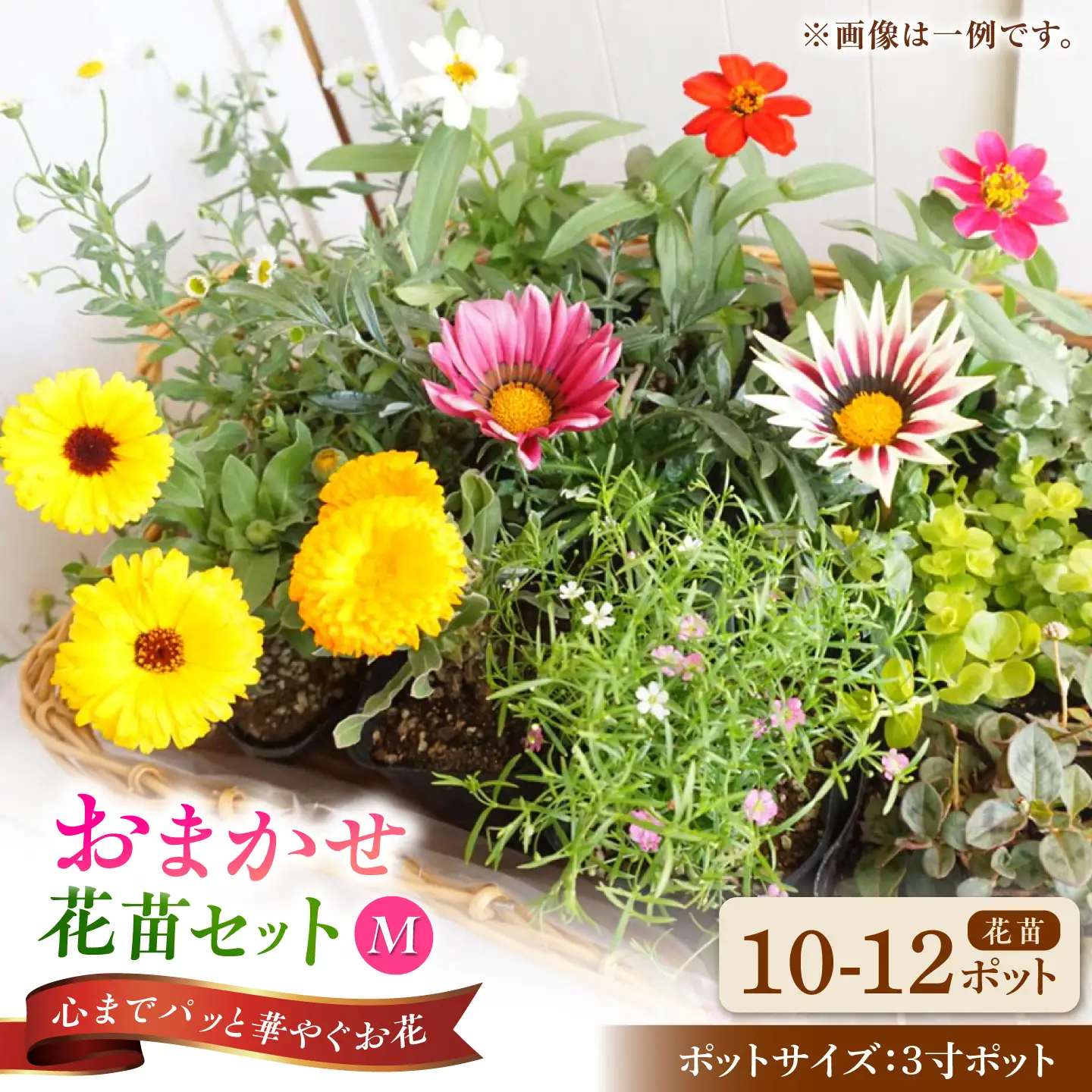 おまかせ花苗セット【M】 10-12ポット / 瑞浪市 中山園芸 セット おまかせ 苗 寄せ植え プレゼント フラワー 花 お花 花苗[AZDC011]