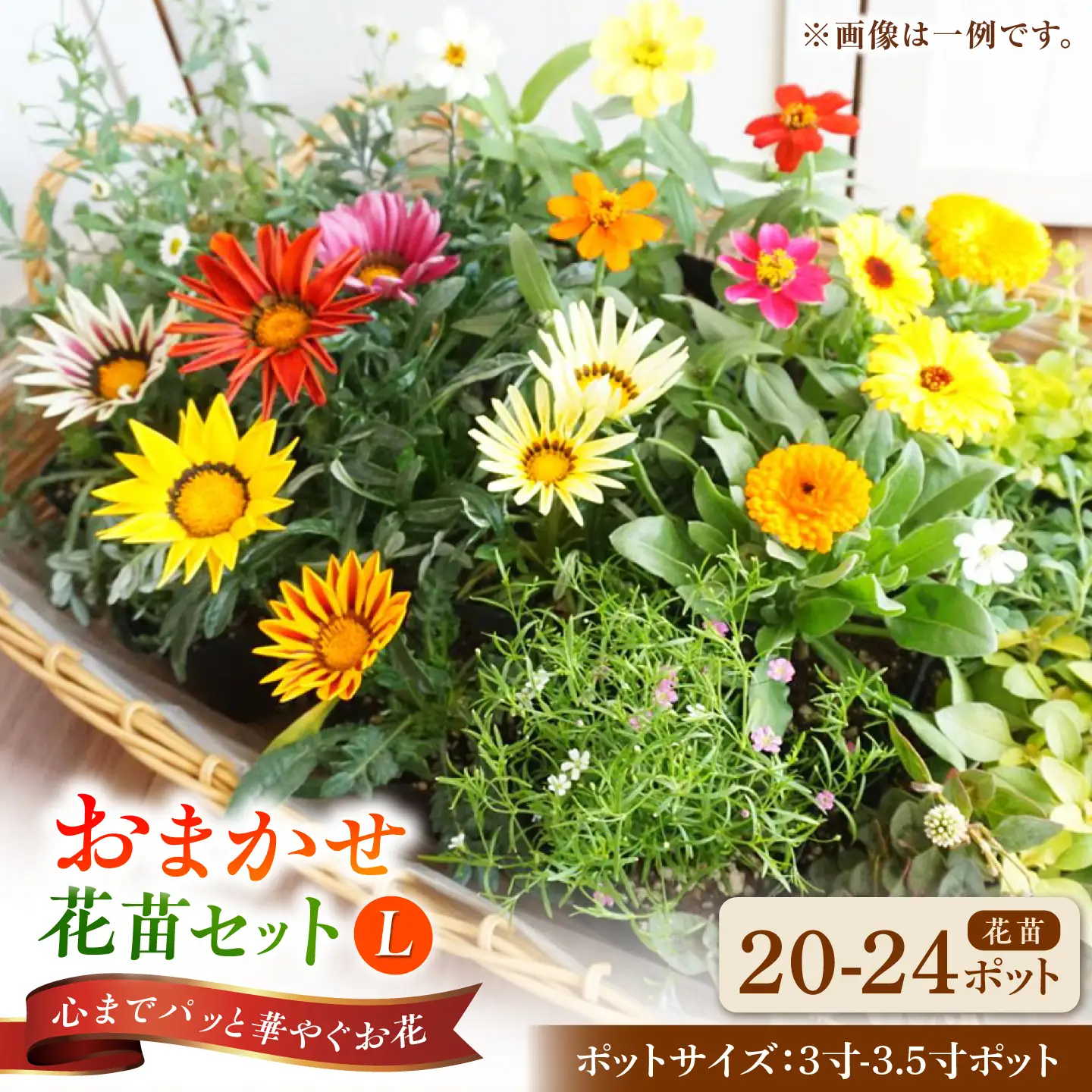 おまかせ花苗セット【L】 20-24ポット / 瑞浪市 中山園芸 セット おまかせ 苗 寄せ植え プレゼント フラワー 花 お花 花苗[AZDC012]