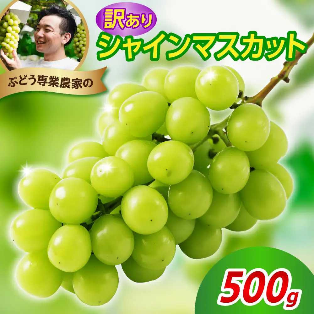 【先行予約】 令和8年産 訳あり シャインマスカット 500g 2026年9月上旬頃～お届け予定
