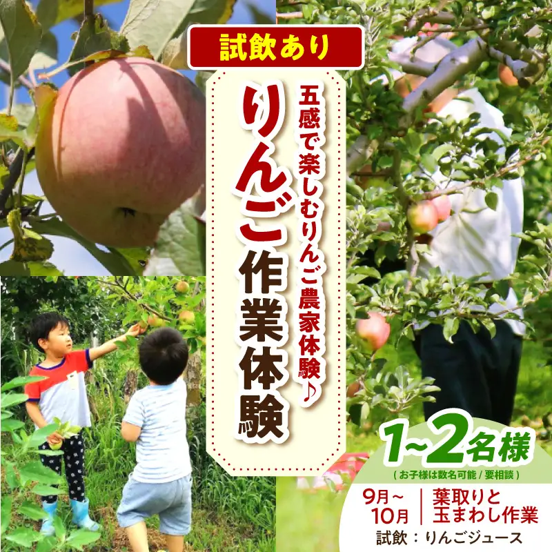 体験型 りんご作業体験（葉取り・玉まわし／9～10月）大人2人まで青森県五所川原市