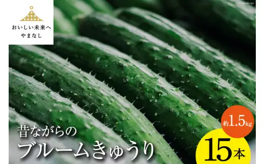 【地域限定】昔ながらのブルームきゅうり 15本 ( 約1.5kg ) ／ 胡瓜 きゅうり キュウリ 夏野菜 夏 野菜 やさい 新鮮 期間限定 数量限定 しゃんと畑 山梨県 中央市 【2026年8月下旬-9月下旬発送予定】