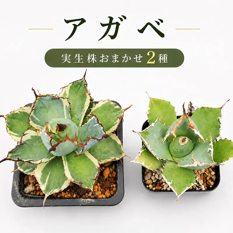 アガベ 2種 実生株 アガベ