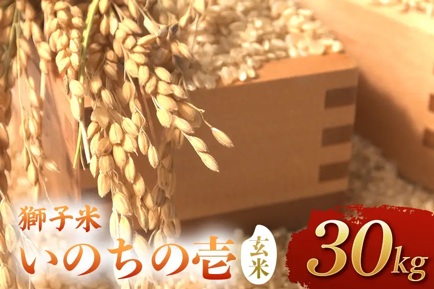 【令和8年産】獅子米　いのちの壱（玄米）30kg　B02-096