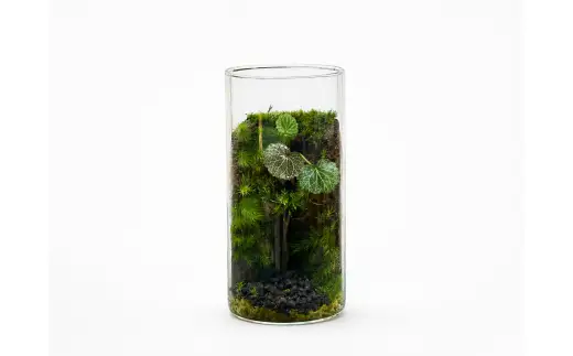 いやしの苔テラリウム筒 盆栽 苔 植物 インテリア 癒し 室内 観賞用 贈り物 贈答品 贈答用 ギフト プレゼント ガラス容器 空間
