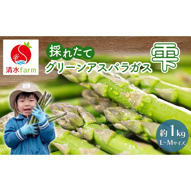 【2027年4月～発送】富良野産 採れたて直送! グリーンアスパラ 「雫」L～Mサイズ【約1kg】 (清水farm) アスパラ アスパラガス 野菜 新鮮 季節限定 北海道 富良野 ふらの