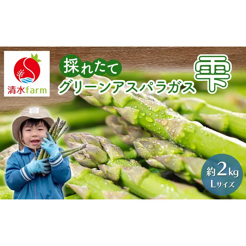 【2027年4月～発送】富良野産 採れたて直送! グリーンアスパラ 「雫」Lサイズ【約2kg】 (清水farm) アスパラ アスパラガス 野菜 新鮮 季節限定 北海道 富良野 ふらの