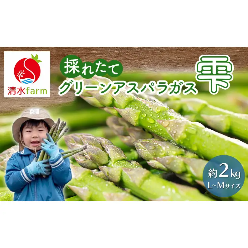 【2027年4月～発送】富良野産 採れたて直送! グリーンアスパラ 「雫」L～Mサイズ【約2kg】 (清水farm) アスパラ アスパラガス 野菜 新鮮 季節限定 北海道 富良野 ふらの