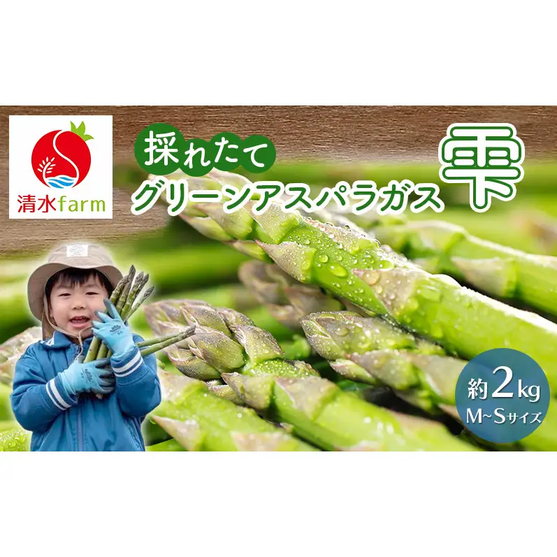 【2027年4月～発送】富良野産 採れたて直送! グリーンアスパラ 「雫」M～Sサイズ【約2kg】 (清水farm) アスパラ アスパラガス 野菜 新鮮 季節限定 北海道 富良野 ふらの