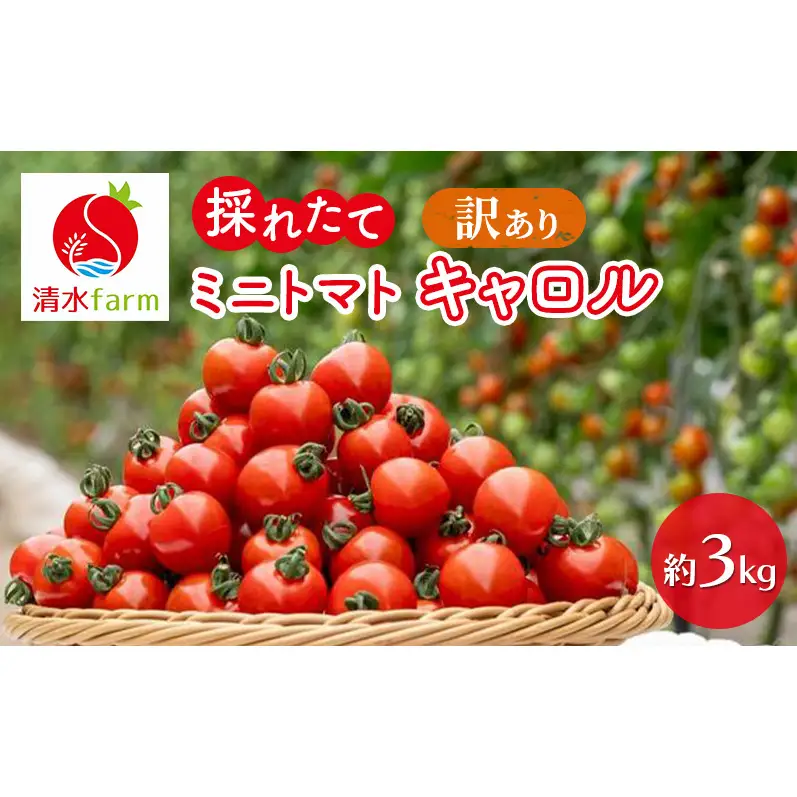 ミニトマト キャロル10 訳あり 富良野産 ミニトマト【約3kg】