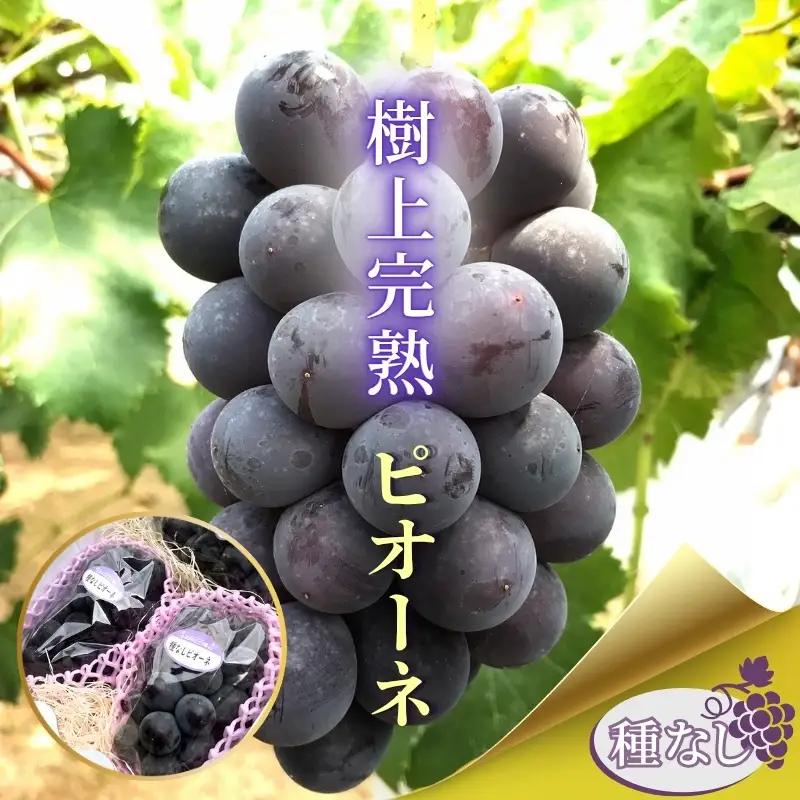 【2026年8月中旬頃出荷分先行予約】ぶどう ピオーネ ぶどう詰め合わせ 厳選 ピオーネ 約2.0kg（3～4房）