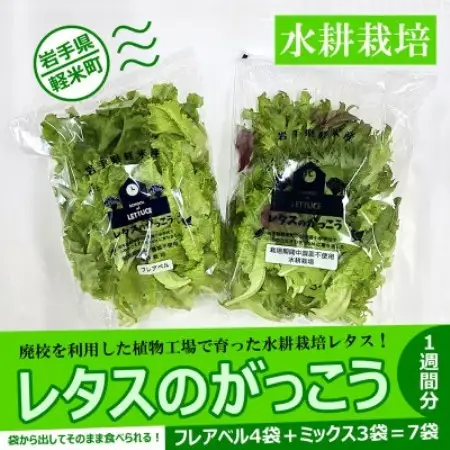 【植物工場で育ったレタス】「レタスのがっこう」1週間分(計7袋)【配送不可地域：離島・沖縄県】【1111022】