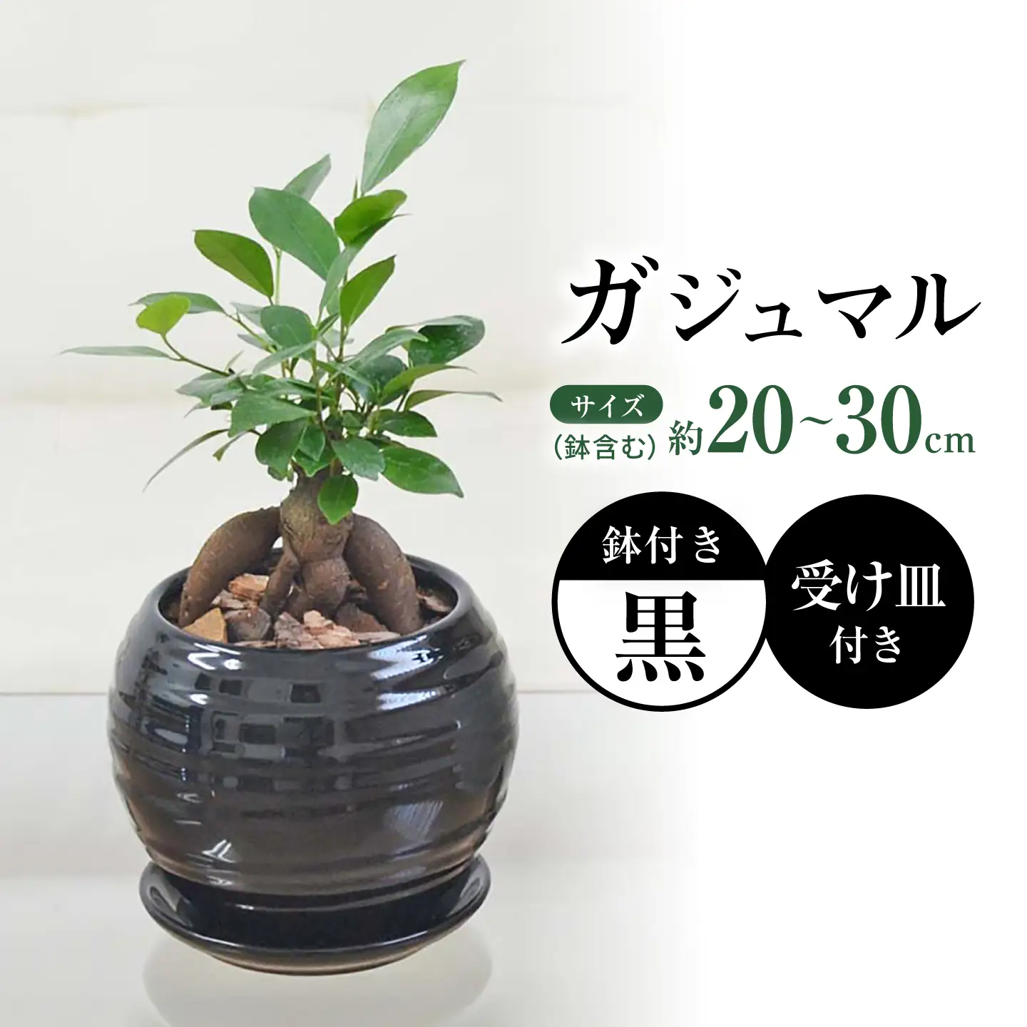 ガジュマル 3号 ボール型陶器鉢（黒）観葉植物 大村市 琴花園/観葉植物 室内 観葉 植物 ガジュマル インテリア 小さめ[ACYK046]